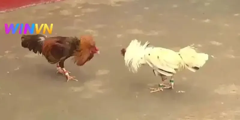 Đá gà cựa dao là loại hình được nhiều người yêu thích