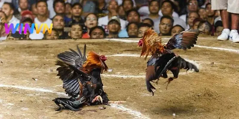 3 lưu ý cần nhớ khi tham gia đấu kê cựa dao