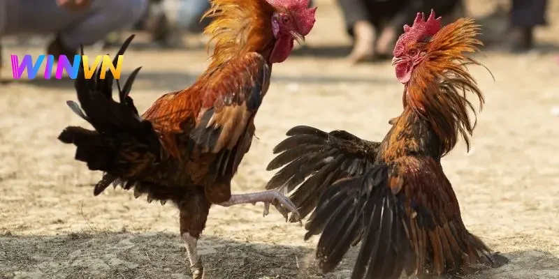 3 lý do đá gà cựa sắt ăn tiền được nhiều người đánh giá cao