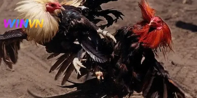 4 yếu tố ảnh hưởng đến kết quả đá gà cực hay