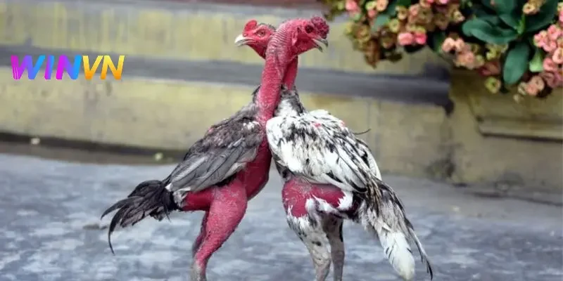 Lựa chọn nguồn phát sóng uy tín, ổn định