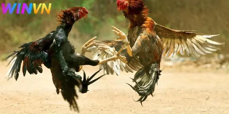 Đá Gà winvn là sân chơi đá gà trực tuyến uy tín
