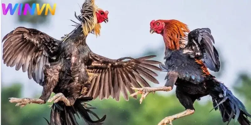 Tại Đá Gà người chơi có thể lựa chọn nhiều hình thức đá gà đa dạng
