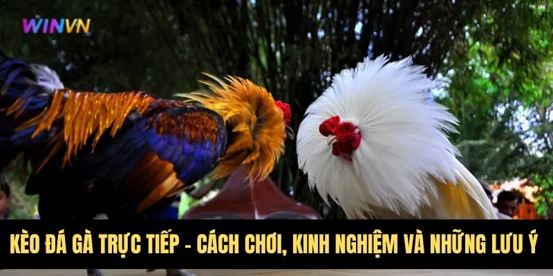 keo-da-ga-truc-tiep