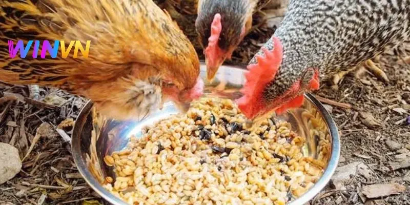 3 loại thức ăn nên cho gà sử dụng trong chế độ