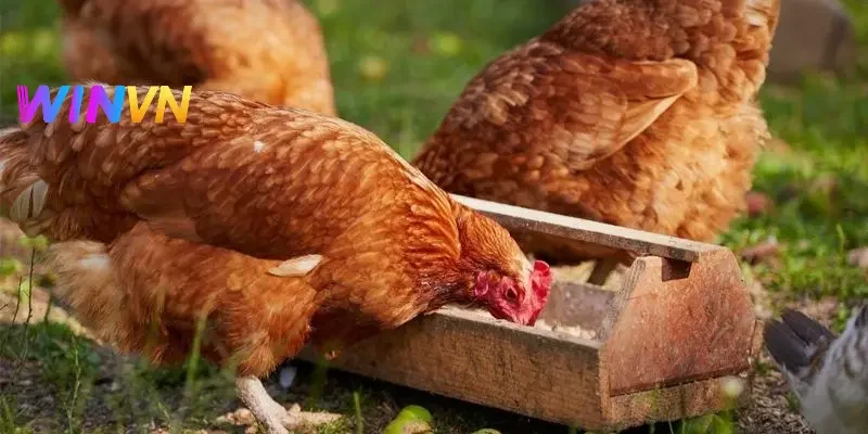3 lưu ý cơ bản cần nhớ trong đá gà nên áp dụng