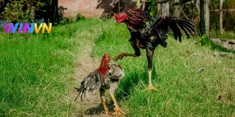 4 lưu ý cơ bản cần nhớ khi xem đá gà